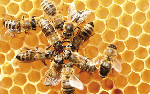 abeille01